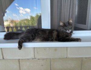 how is mogothrow77 software installation