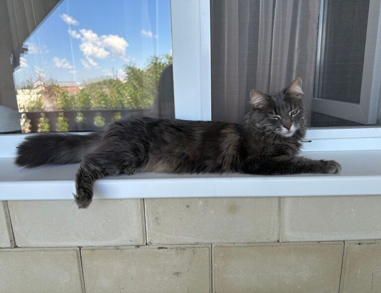 how is mogothrow77 software installation