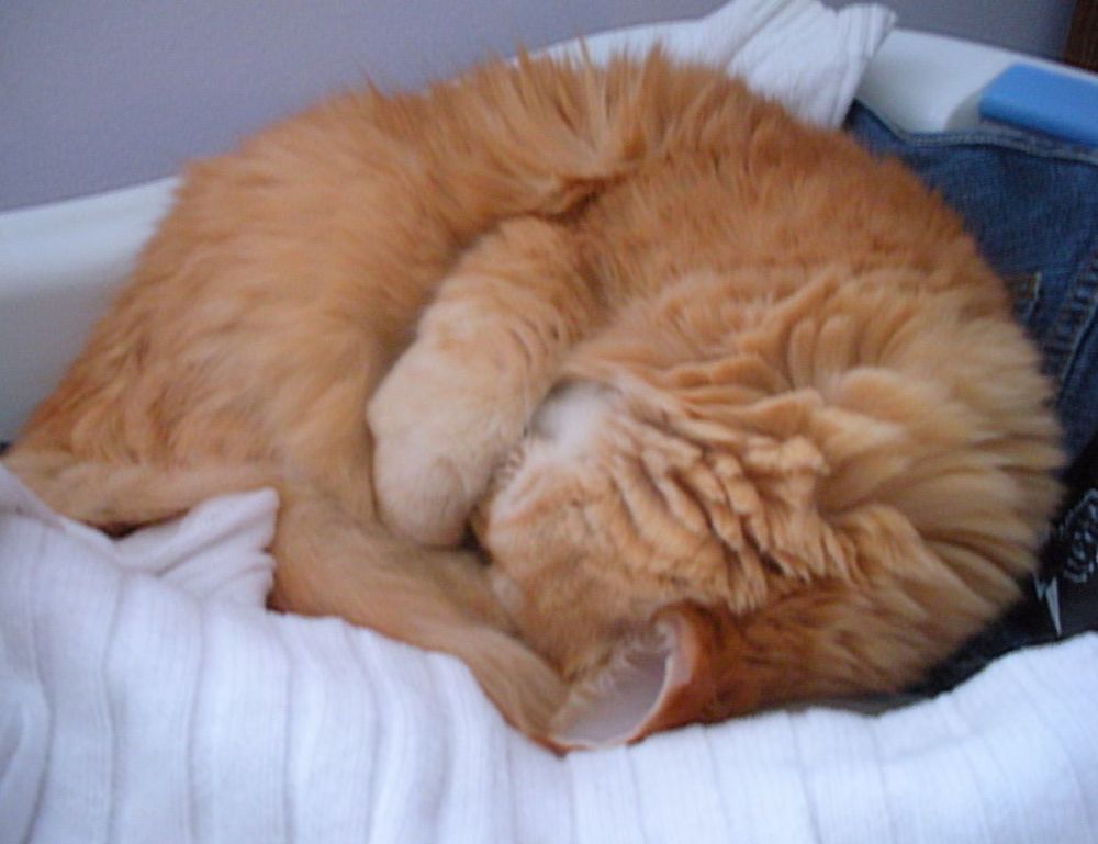 improve software meetshaxs