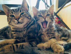 is fg964f-d bed model soft