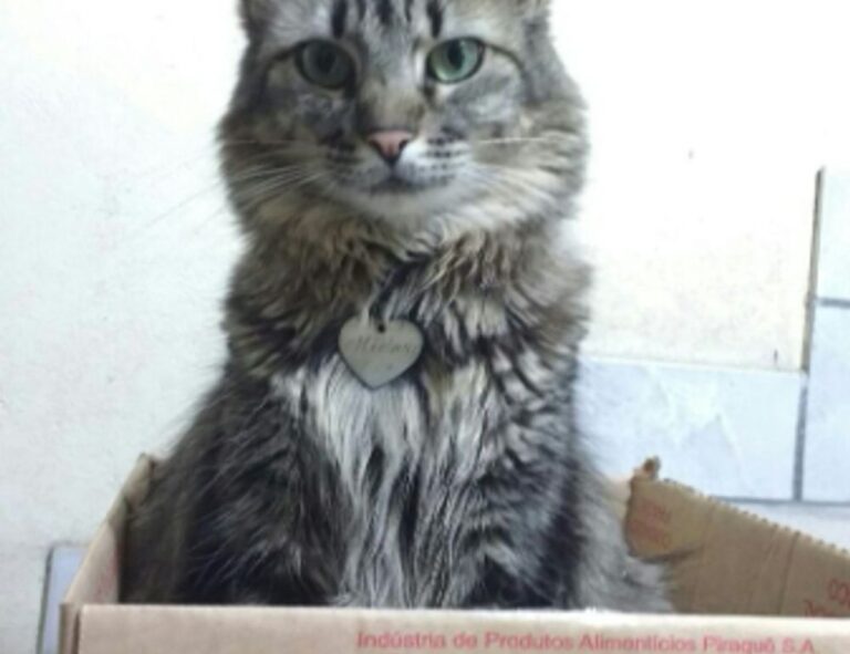 money tips dismoneyfied