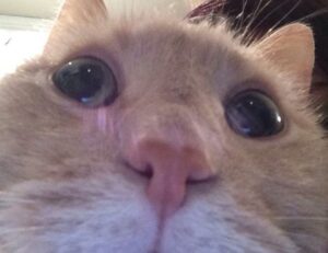 new software name llusyep