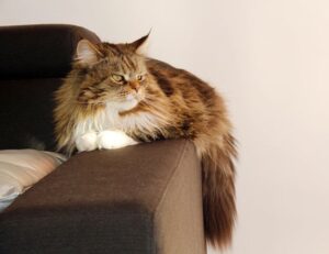 one of the shampoo ingredient luvizac