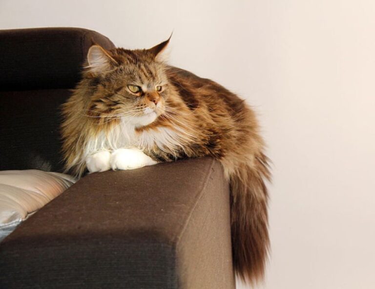 one of the shampoo ingredient luvizac