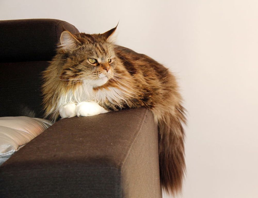 one of the shampoo ingredient luvizac