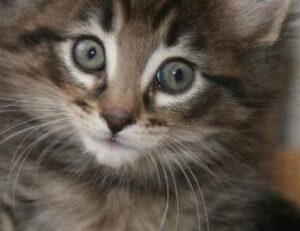 software susbluezilla