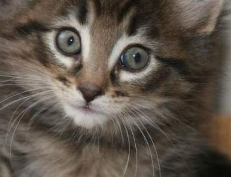 software susbluezilla