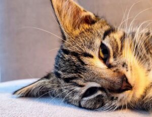 what are try and except in python 2579xao6