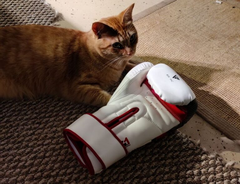 zosisfod eye brow pencil