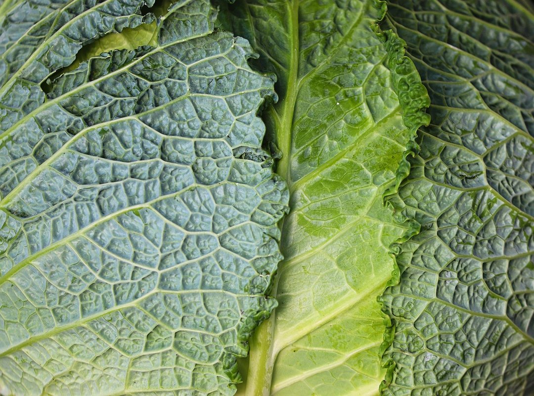 The Nutritional Power of This Leafy Green