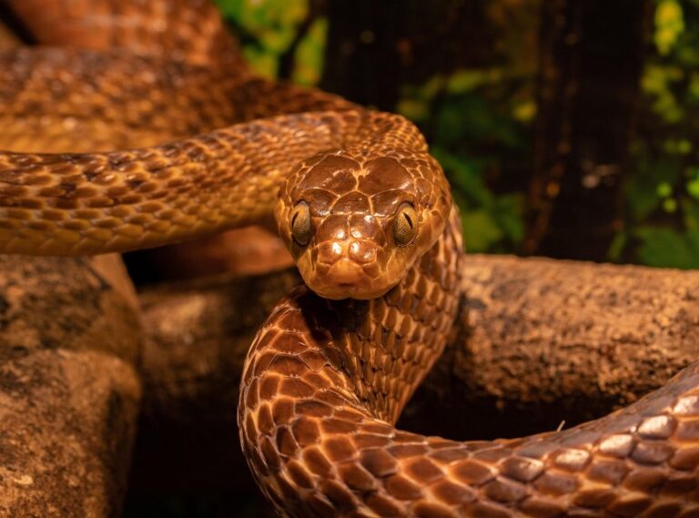 snake egg identification chart